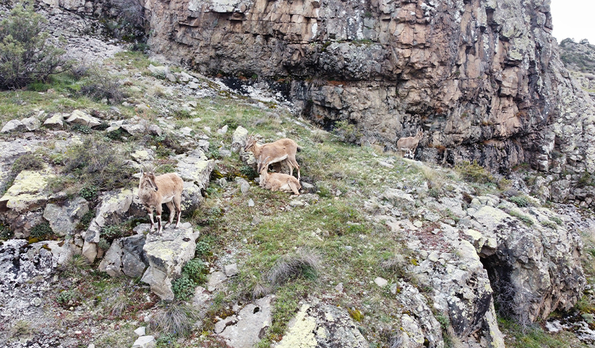 Gümüşhane'de yaban keçileri dronla görüntülendi